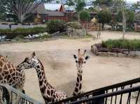 超棒的動物園
