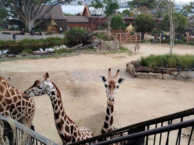 超棒的動物園