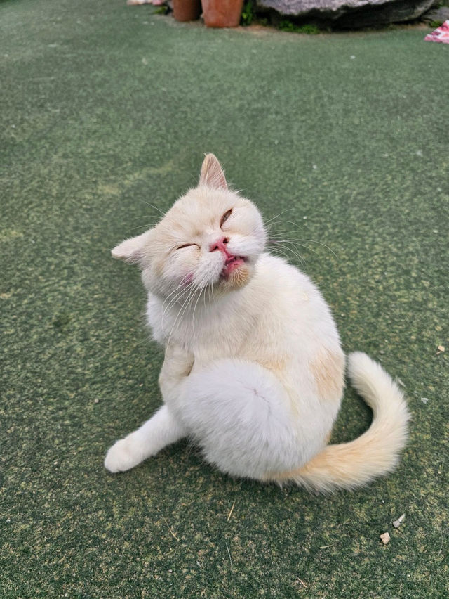 🤎🤍영흥도 고양이와 고양이역