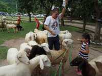 Alpaca Hill อ. สวนผึ้ง จ. ราชบุรี