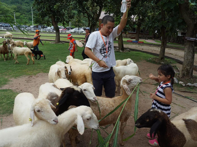 Alpaca Hill อ. สวนผึ้ง จ. ราชบุรี