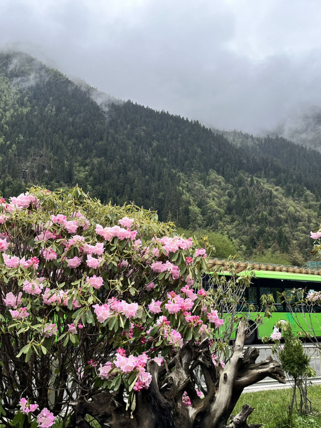 双桥沟 Scenic Escape | The Most Effortless Way to Enjoy 四姑娘山’s 