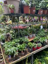 ｜台灣｜台中北屯芊香園藝-綠植生活