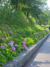 서울 근교, 연꽃 가득한 푸른 풍경을 만나보세요🌳🪷