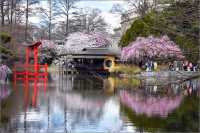 布魯克林植物園
