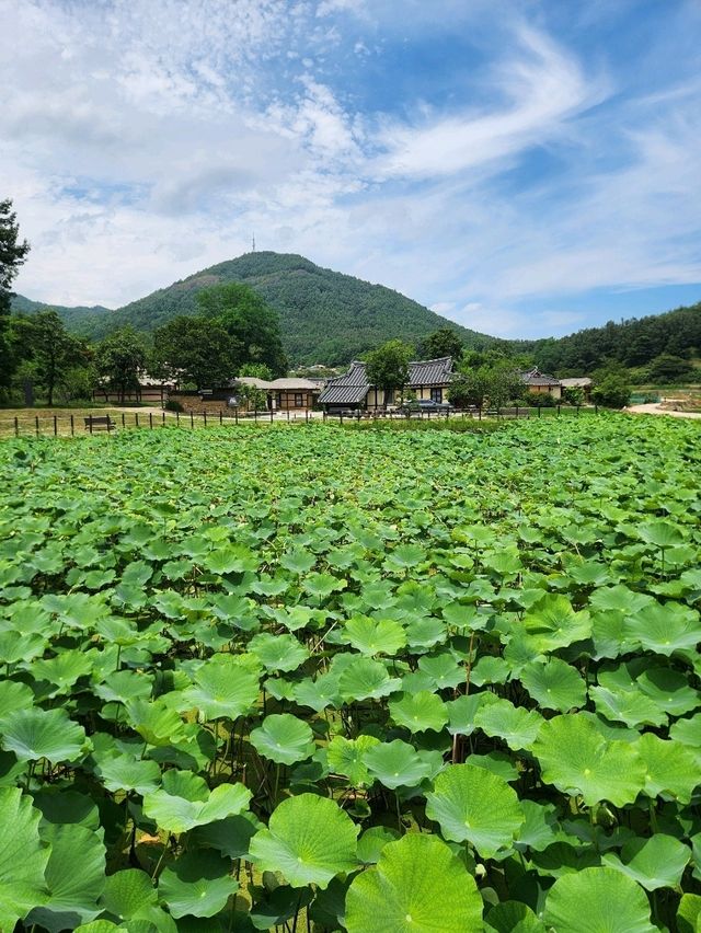 🚴‍♂️강원도 고성여행, 자연 속 자전거 한 바퀴 "송지호 둘레길 자전거대여소"🚴‍♀️