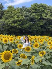 제주에서 해바라기 만날 수 있는 곳-🌻