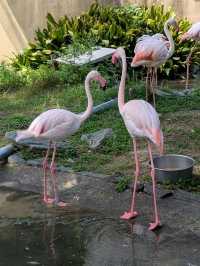 和歌山景點｜和歌山城腳下的親子動物園—和歌山城公園動物