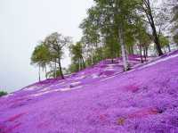 🌸 A Sea of Pink – Higashimokoto Shibazakura Park in Full Bloom