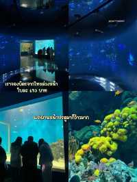 พิพิธภัณฑ์สัตว์น้ำเอ็กซ์พาร์ก Xpark (Xpark Aquariu