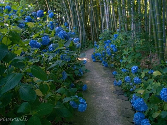 【秋田】死ぬまでに見たいあじさいの絶景！秋田男鹿半島「雲昌寺」