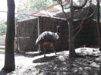 🐨 Taronga Zoo Sydney สวนสัตว์ที่วิวดีที่สุดในโลก!