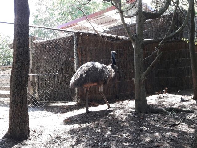 🐨 Taronga Zoo Sydney สวนสัตว์ที่วิวดีที่สุดในโลก!
