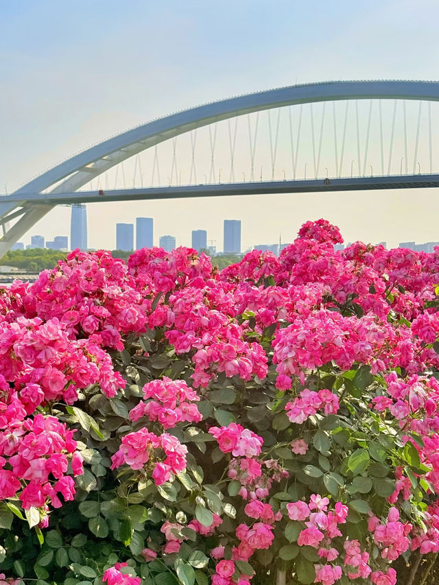 Monet Garden in the City | 20-Minute Park Effect in Central Shanghai 🌿🌸