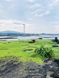 Potential for Dolphin Sightings and Coastal Wildlife