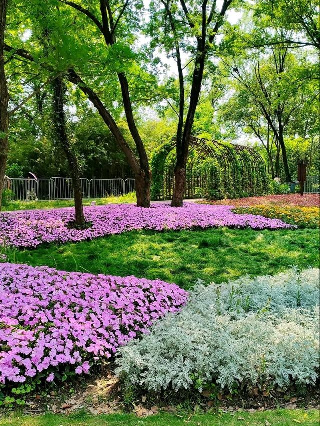 The Wetland That Taught Hangzhou to Breathe