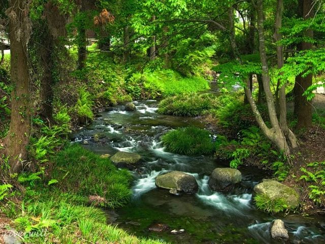 【熊本】池の水がそのまま飲める！澄み切った美しい水「白川水源」
