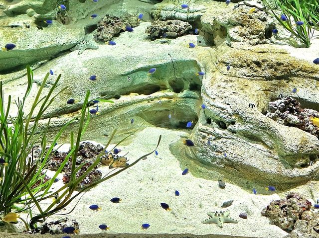 Meadow Magic Under the Sea!