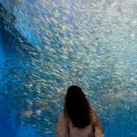 名古屋港水族館：海洋奇觀之旅 🐬