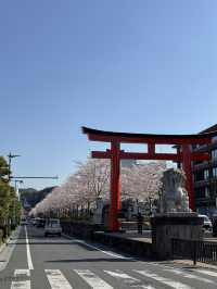 【鎌倉】桜シーズンのかまくら