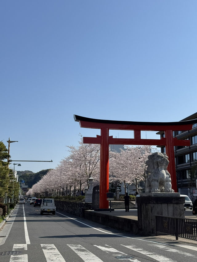 【鎌倉】桜シーズンのかまくら