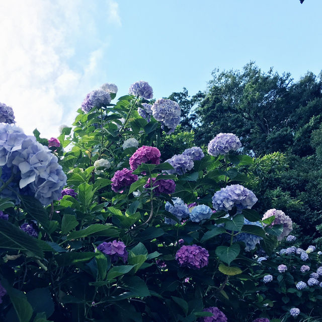 🌸横須賀・三笠公園の紫陽花撮影とグルメ散策