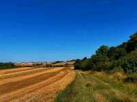 🌿 Barton Hills National Nature Reserve – A Wild Beauty of the Chilterns 🌿