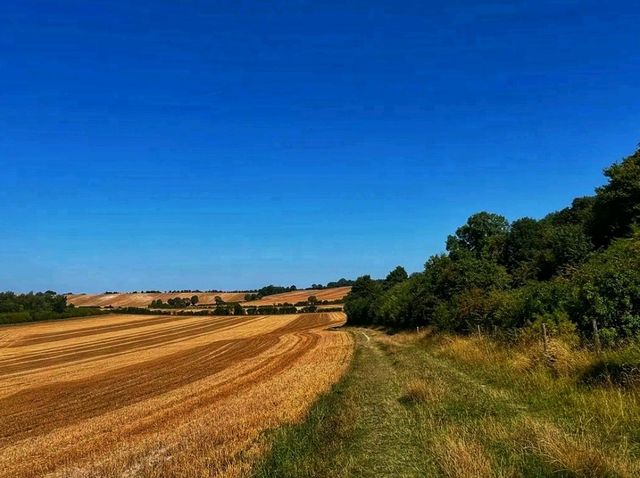 🌿 Barton Hills National Nature Reserve – A Wild Beauty of the Chilterns 🌿 🌿 Barton Hills National Nature Reserve – A Wild Beauty of the Chilterns 🌿