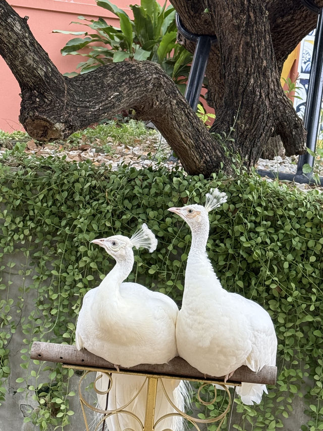 CAMEL REPUBLIC