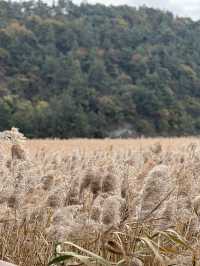 🍁 รีวิว Suncheonman Wetland