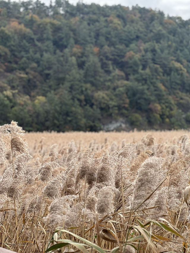 🍁 รีวิว Suncheonman Wetland