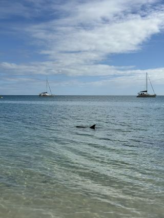 วันพักผ่อนที่ Monkey Mia 🌊🐬♨️