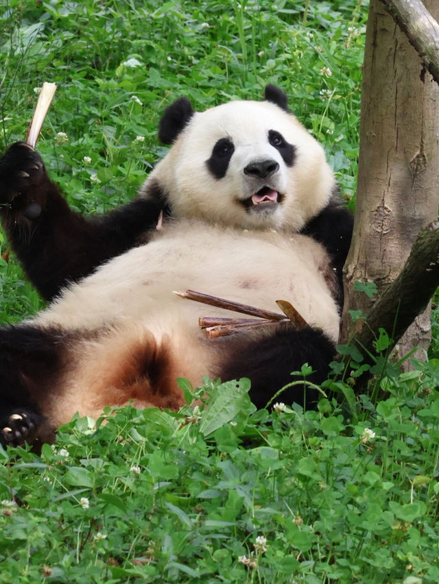 我是福寶