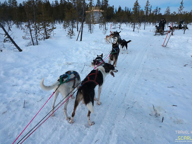 🇸🇪 스웨덴 키루나 허스키 썰매 투어 가이드 🐺❄️