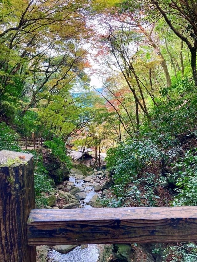 【錦秋の滝】愛媛・白滝公園 【錦秋の滝】愛媛・白滝公園