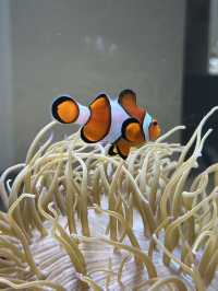 ✨Aquarium เดินทางง่ายใน Sapporo✨