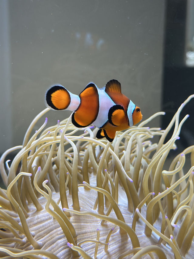 ✨Aquarium เดินทางง่ายใน Sapporo✨