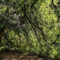 Royal Botanic Garden Edinburgh