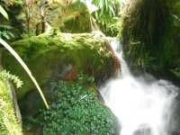 Singapore Botanic Gardens
