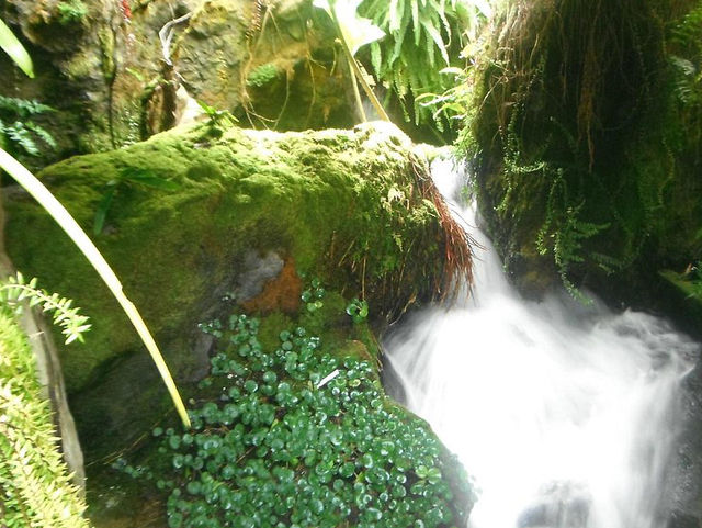 Singapore Botanic Gardens