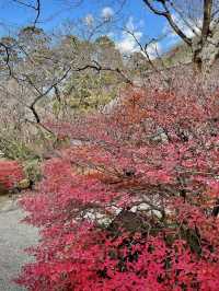 🍁 Autumn in Yufuin — Strolling Around Lake Kinrin