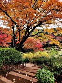 ชมใบไม้เปลี่ยนสีที่ Kyu Furukawa Gardens