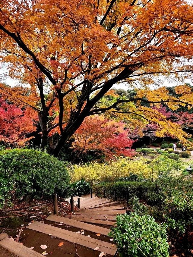 ชมใบไม้เปลี่ยนสีที่ Kyu Furukawa Gardens