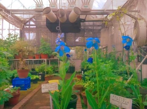 Discovering Nature’s Pharmacy at Tokyo Medicinal Plant Garden 🌿 Discovering Nature’s Pharmacy at Tokyo Medicinal Plant Garden 🌿