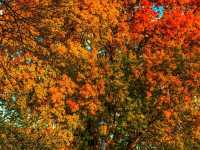 🍁✨ Fall in Trinity Bellwoods Park — Toronto’s Cozy Autumn Escape