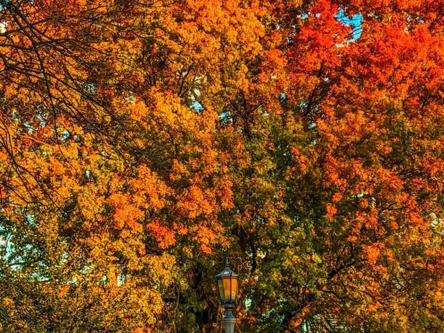 🍁✨ Fall in Trinity Bellwoods Park — Toronto’s Cozy Autumn Escape