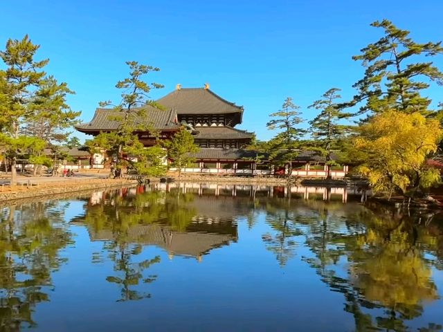 奈良東大寺秋日紅葉美景🍁 奈良東大寺秋日紅葉美景🍁