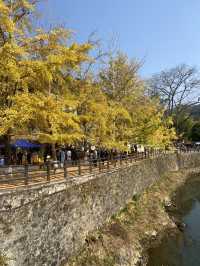 不用飛韓國及日本,在中國廣東也可看到超美的銀杏🤩🤩