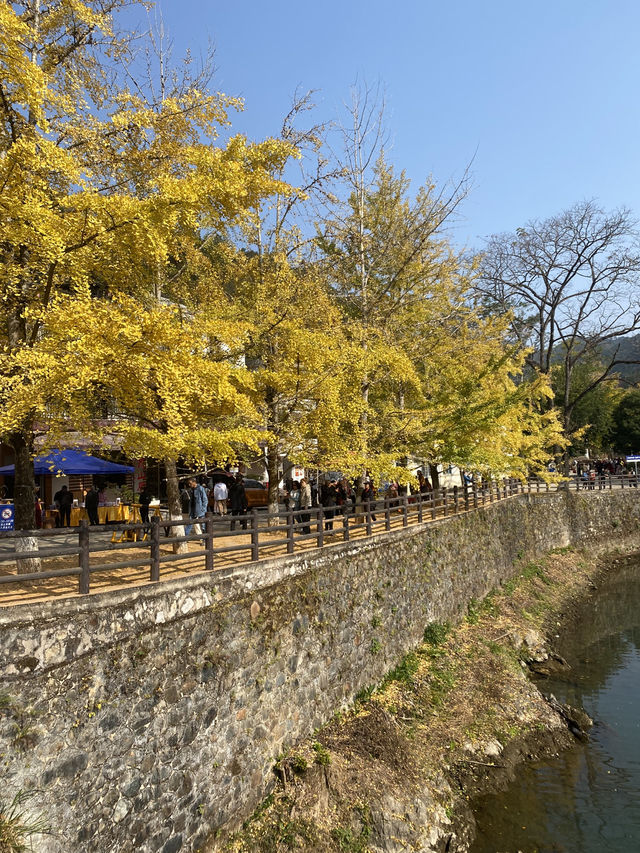 不用飛韓國及日本,在中國廣東也可看到超美的銀杏🤩🤩 不用飛韓國及日本,在中國廣東也可看到超美的銀杏🤩🤩