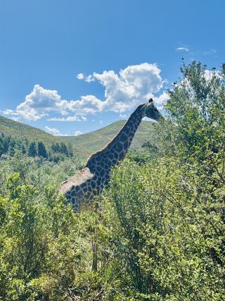 花園大道，南非的旅遊評論 